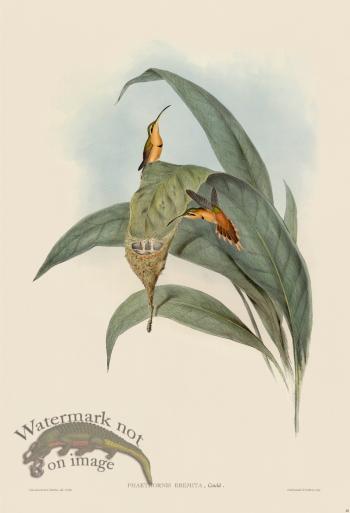 Gould Hummingbird 040